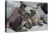 Marine Iguana-null-Stretched Canvas