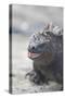 Marine Iguana-DLILLC-Stretched Canvas