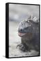 Marine Iguana-DLILLC-Framed Stretched Canvas