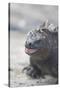 Marine Iguana-DLILLC-Stretched Canvas