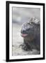 Marine Iguana-DLILLC-Framed Premium Photographic Print