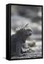 Marine Iguana-DLILLC-Framed Stretched Canvas