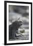 Marine Iguana-DLILLC-Framed Premium Photographic Print