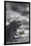 Marine Iguana-DLILLC-Framed Premium Photographic Print