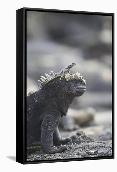 Marine Iguana-DLILLC-Framed Stretched Canvas