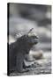 Marine Iguana-DLILLC-Stretched Canvas