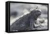 Marine Iguana-DLILLC-Framed Stretched Canvas