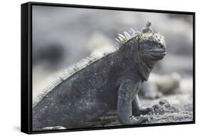 Marine Iguana-DLILLC-Framed Stretched Canvas