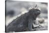 Marine Iguana-DLILLC-Stretched Canvas