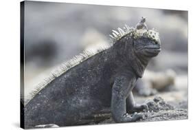 Marine Iguana-DLILLC-Stretched Canvas