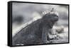 Marine Iguana-DLILLC-Framed Stretched Canvas