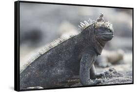 Marine Iguana-DLILLC-Framed Stretched Canvas