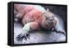 Marine Iguana-DLILLC-Framed Stretched Canvas