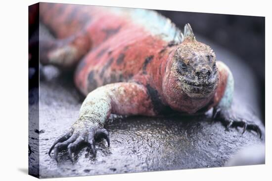 Marine Iguana-DLILLC-Stretched Canvas