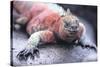 Marine Iguana-DLILLC-Stretched Canvas