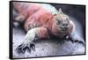 Marine Iguana-DLILLC-Framed Stretched Canvas