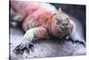 Marine Iguana-DLILLC-Stretched Canvas