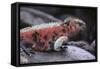 Marine Iguana-DLILLC-Framed Stretched Canvas