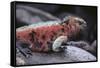 Marine Iguana-DLILLC-Framed Stretched Canvas