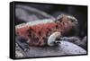 Marine Iguana-DLILLC-Framed Stretched Canvas