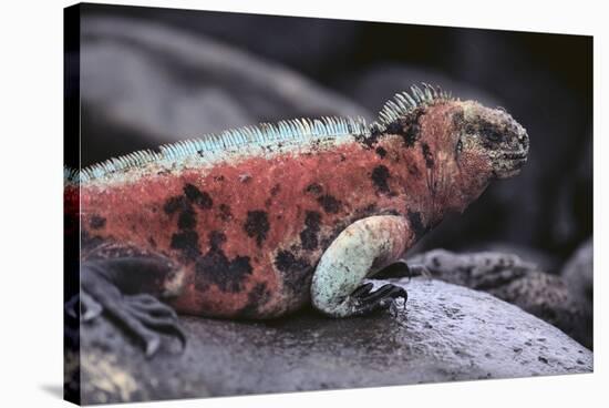 Marine Iguana-DLILLC-Stretched Canvas