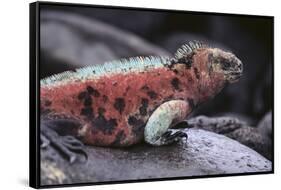 Marine Iguana-DLILLC-Framed Stretched Canvas