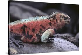 Marine Iguana-DLILLC-Stretched Canvas