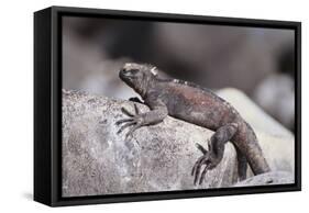 Marine Iguana-DLILLC-Framed Stretched Canvas