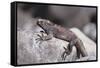 Marine Iguana-DLILLC-Framed Stretched Canvas