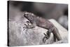 Marine Iguana-DLILLC-Stretched Canvas