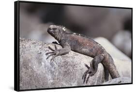 Marine Iguana-DLILLC-Framed Stretched Canvas