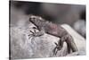 Marine Iguana-DLILLC-Stretched Canvas