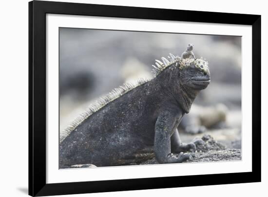 Marine Iguana-DLILLC-Framed Photographic Print