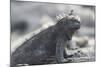 Marine Iguana-DLILLC-Mounted Photographic Print