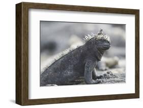 Marine Iguana-DLILLC-Framed Photographic Print