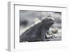 Marine Iguana-DLILLC-Framed Photographic Print