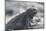 Marine Iguana-DLILLC-Mounted Photographic Print