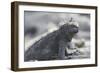 Marine Iguana-DLILLC-Framed Photographic Print