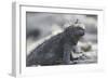 Marine Iguana-DLILLC-Framed Photographic Print