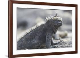 Marine Iguana-DLILLC-Framed Photographic Print