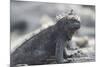 Marine Iguana-DLILLC-Mounted Photographic Print