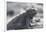 Marine Iguana-DLILLC-Framed Photographic Print