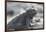 Marine Iguana-DLILLC-Framed Photographic Print