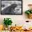 Marine Iguana-DLILLC-Framed Photographic Print displayed on a wall