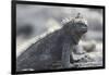 Marine Iguana-DLILLC-Framed Photographic Print