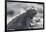 Marine Iguana-DLILLC-Framed Photographic Print