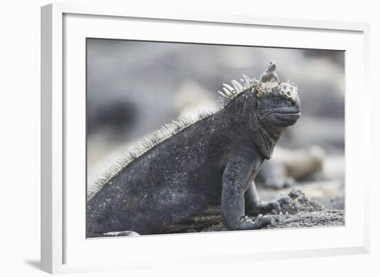 Marine Iguana-DLILLC-Framed Photographic Print