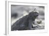 Marine Iguana-DLILLC-Framed Photographic Print