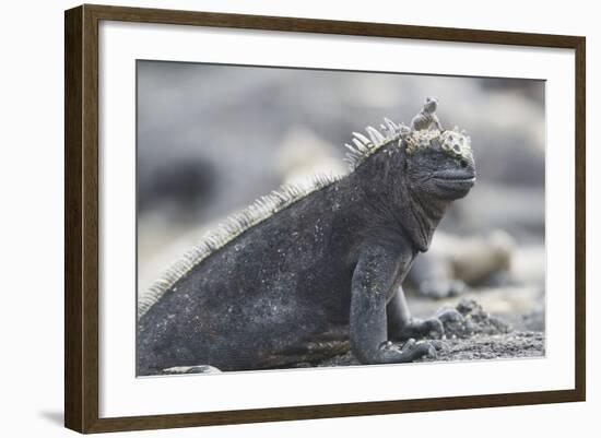 Marine Iguana-DLILLC-Framed Photographic Print