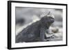 Marine Iguana-DLILLC-Framed Photographic Print